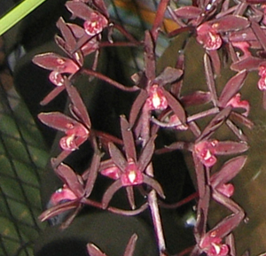 Cymbidium Australian Midnight